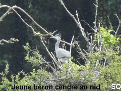 2018-06-16-Vierzon (31)